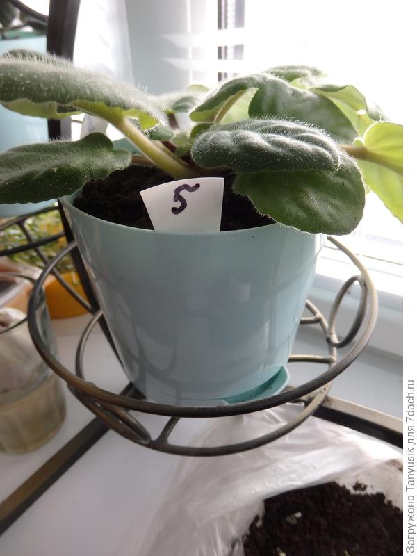 Горшочек для сенполии. Аналогичный. Полив только снизу.