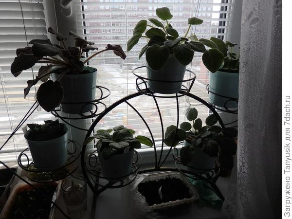 Все фиалки в таких горшочках.