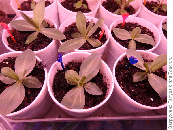 Им 2 месяца.