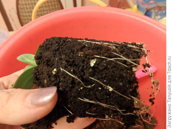 Корешки тоненькие. Видно, что стали загибаться.