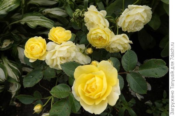 Comtesse Du Barry. Флорибунда.