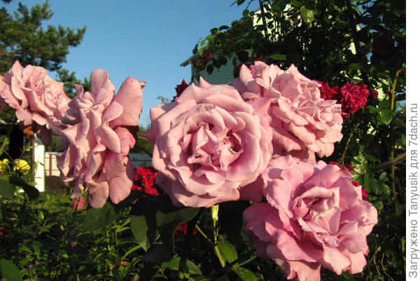 Charles De Gaulle. Чайно-гибридная.