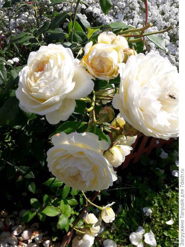 Claire Austin. Кустовой шраб.