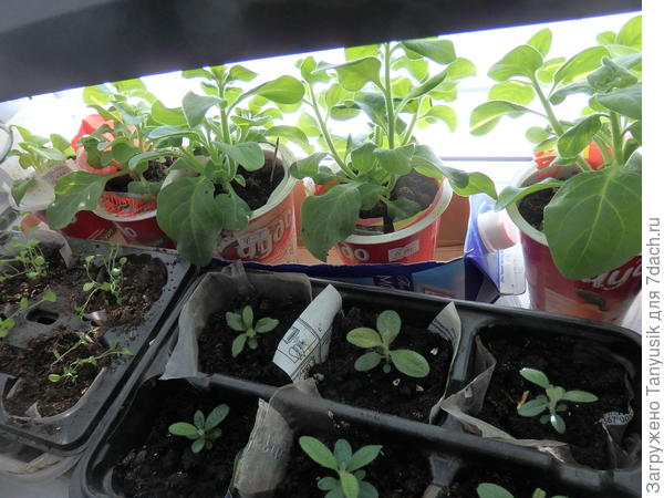 Петунии 24.03 (на заднем плане)