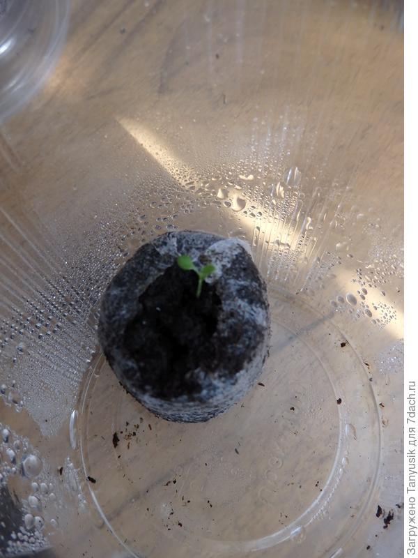 Сурфиния посеяна 28 февраля. Осталась 1 штучка. Фото 24.03