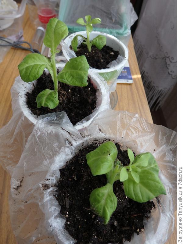 Укорененные черенки. Фото 24.03