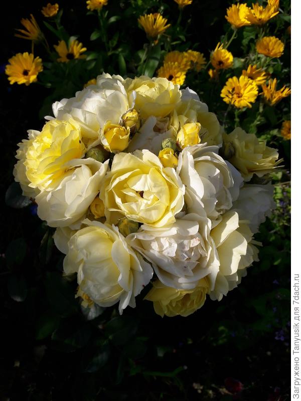 Комтесс дю Бари и календула.