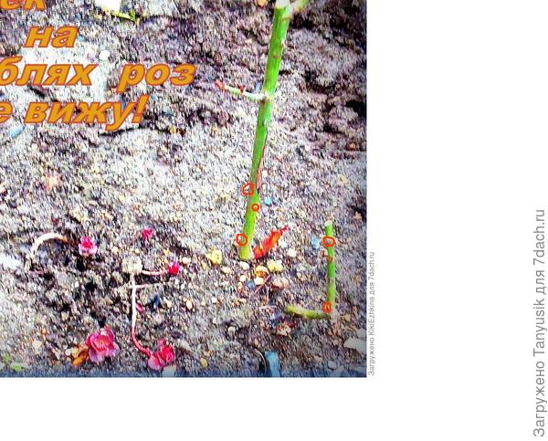 То, что обвела - по-моему, почки.