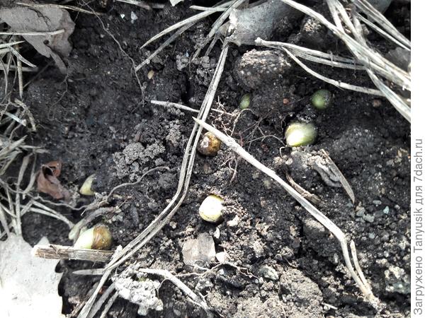 Так появляется венерин башмачок весной.