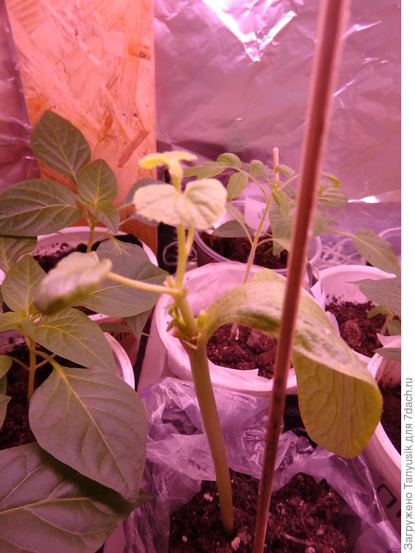 Дыня на тыкве. Здесь та же история. Только дыня еще хуже растет.