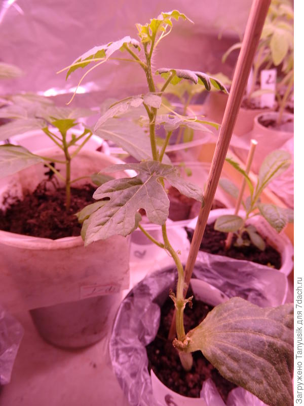 Арбуз на тыкве. Видно, что удален один семядольный лист у тыквы и оба у арбуза, они засыхали.