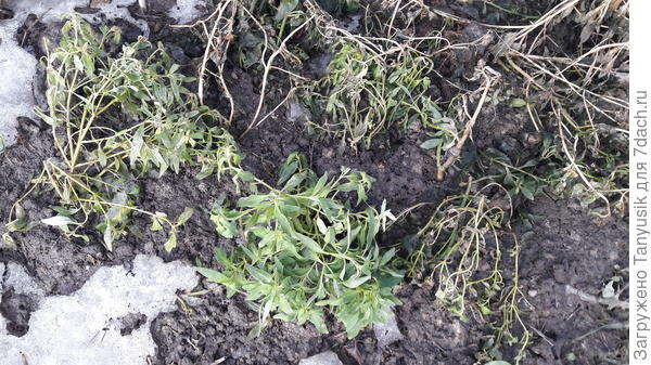 Перезимовал?