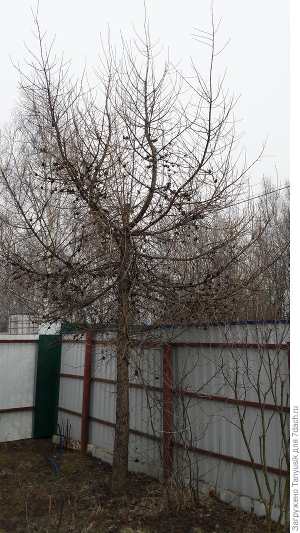 Лиственница