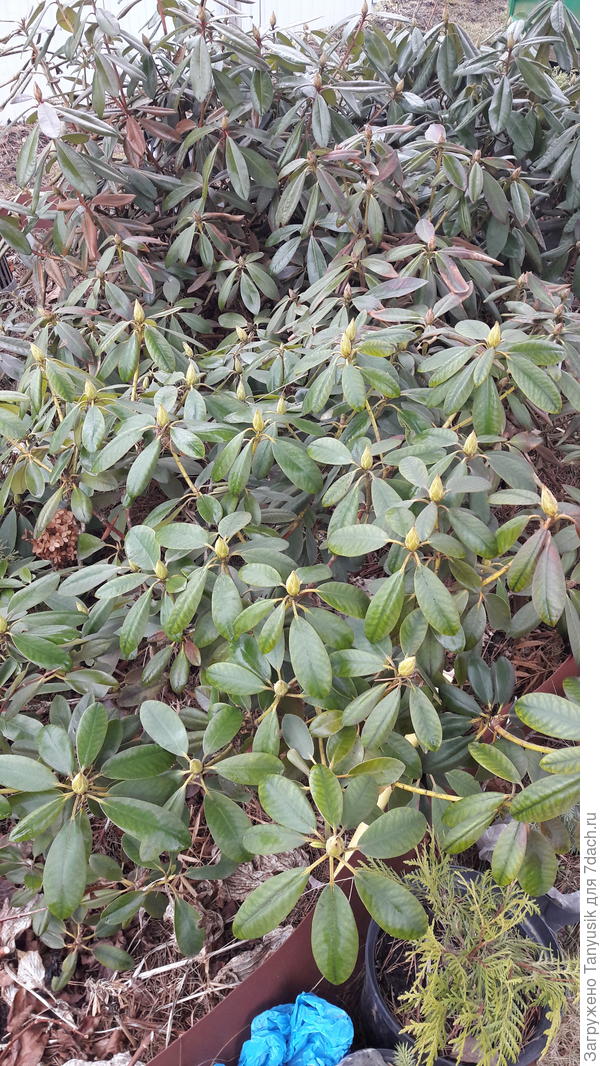 У меня сейчас такие. Коричневые листья - обгорели от мартовского солнца, хоть и была притенка. Такие не удалять.