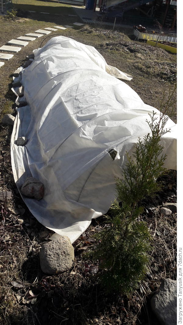 А здесь еще один слой лутрасила не снят (сушить негде), но торцы открыты. У меня таких тоннейлей 5.