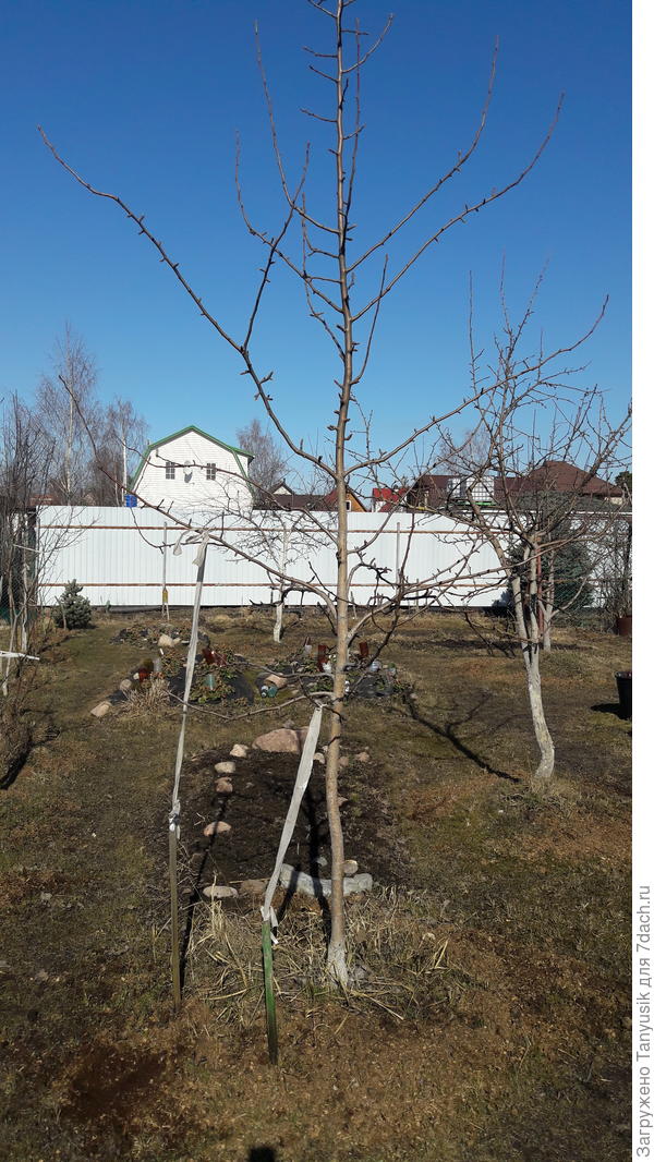 Груша Просто Мария. Сегодня. До верхних веток мне не достать.