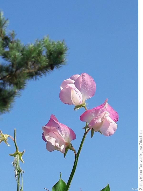 Где-то высоко-высоко