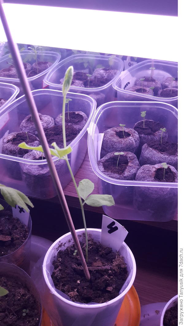 Сейчас такие.