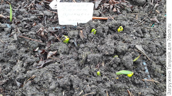 Гиацинты в корзине.