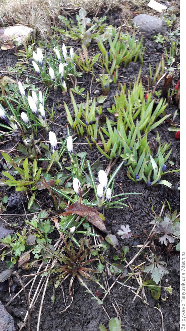 Крокусы и мускари вокруг пиона.