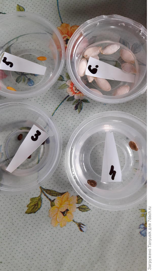 Вот такие самодельные таблички. В воде не смываются. В тетрадь записываю, что под каким номером.