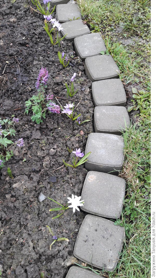 Мелколуковичные. Хионодокса. Хохлатка. Все было затоптано прошлым летом, когда лезла в центр клумбы.