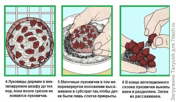 Гиацинт разрезание луковицы. Как размножить гиацинт. Гиацинт надрез донца. Как размножить гиацинт. Деление луковицы гиацинта.