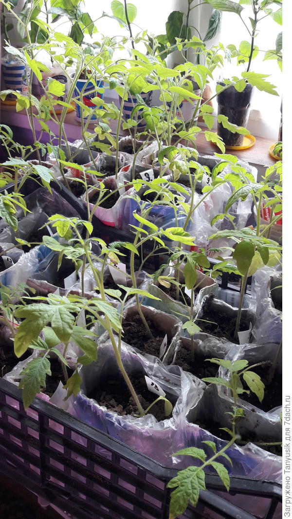 Вытянувшиеся.