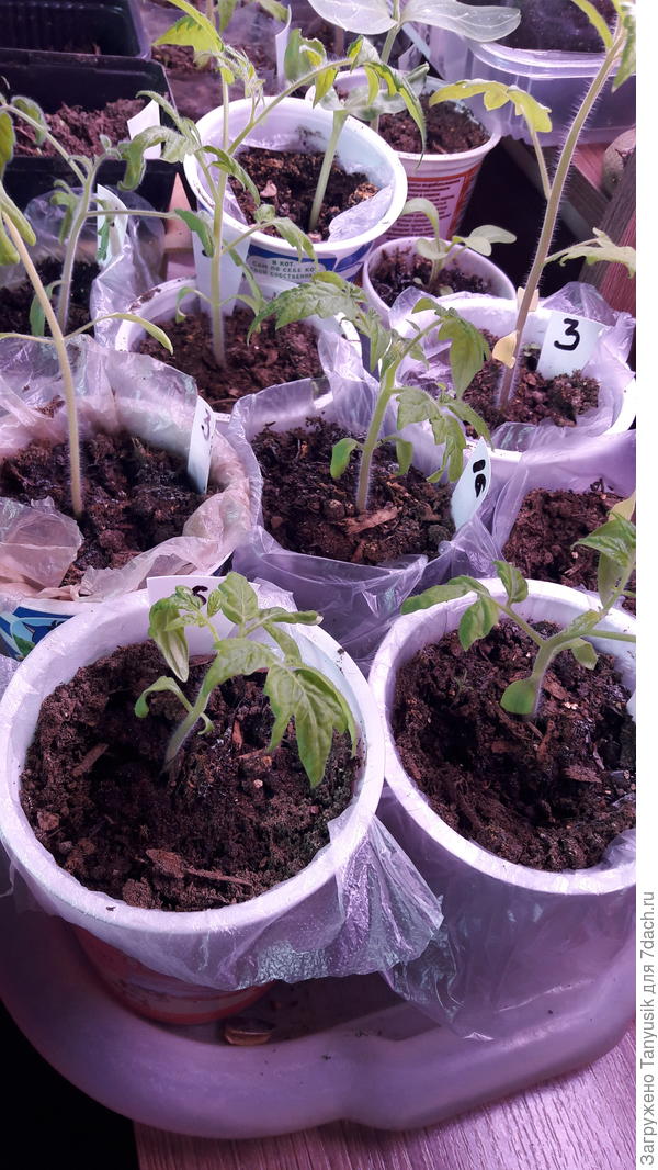 Самые маленькие - сорт Демидов.