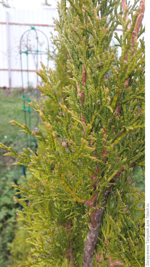 По-моему, так же выглядят.