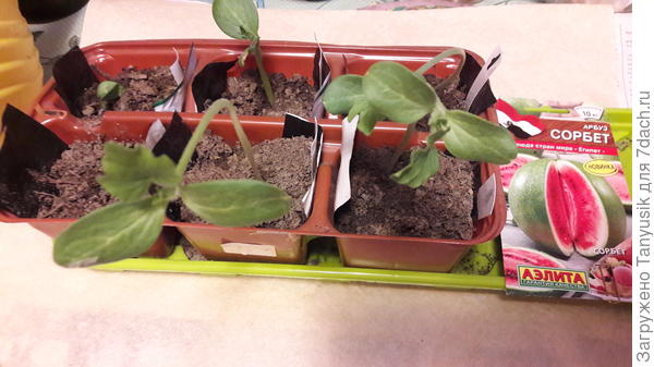 18.05 настоящие листочки у трех арбузиков.