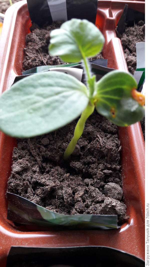 21.05 у четвертого арбуза стволик оказался весь перекрученный.