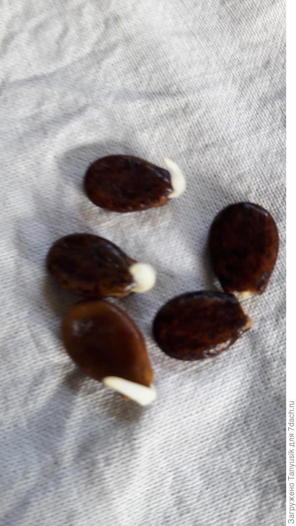 Все семена проклюнулись 30.04, на пятый день.