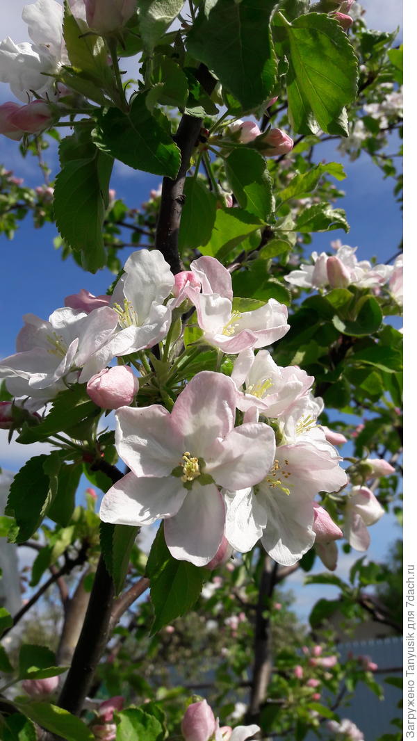 Нежный яблоневый цвет с легкой розовинкой по-своему хорош!