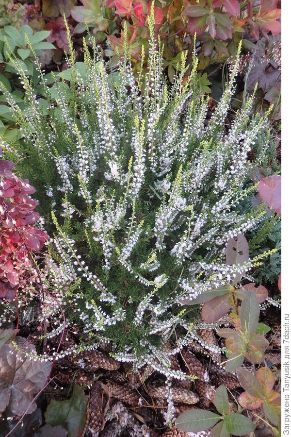 Вереск Спринг Крим