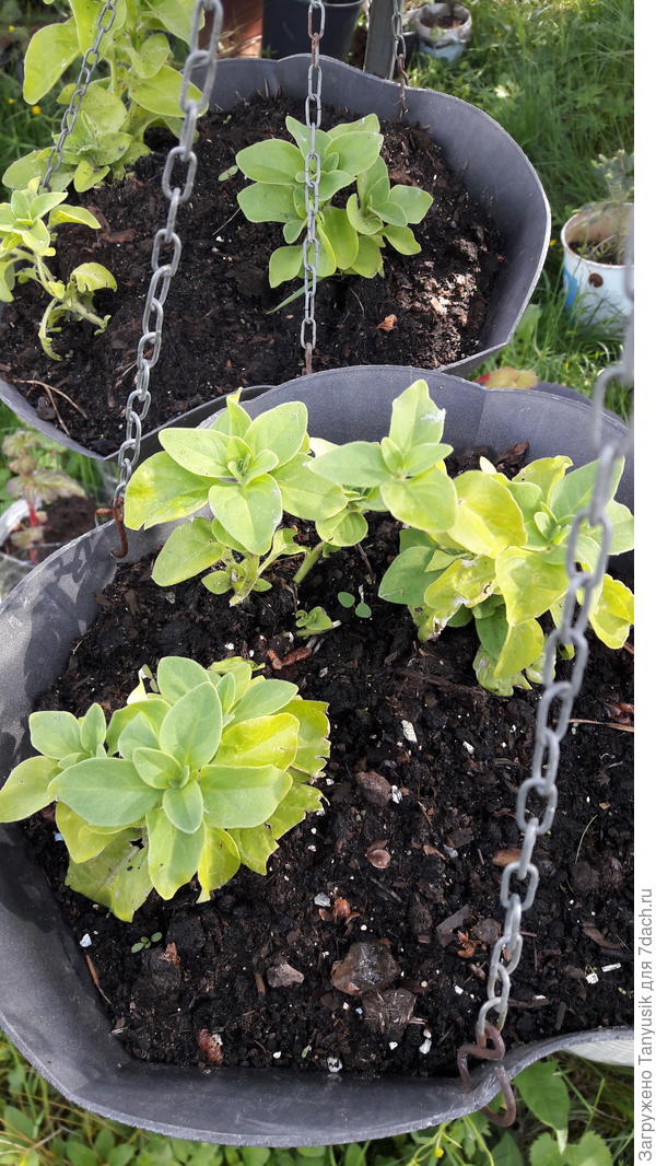 Начеренкованные в апреле и то лучше выглядят. Петуния многоцветковая F1 "Клубничный зефир.