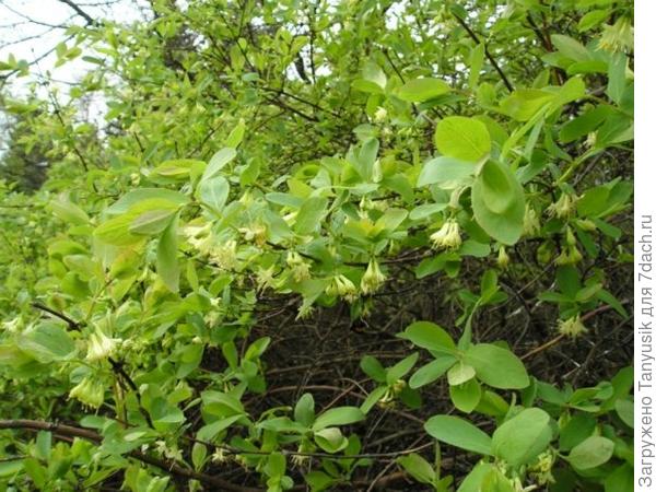 Это та самая горькая жимолость на работе.