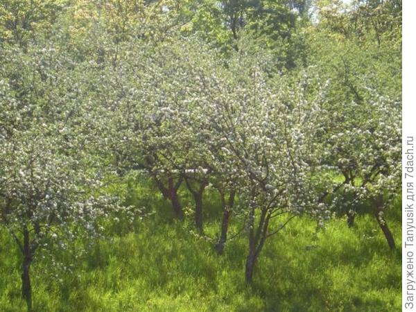 Яблоневый сад в НИИ, где я работаю.