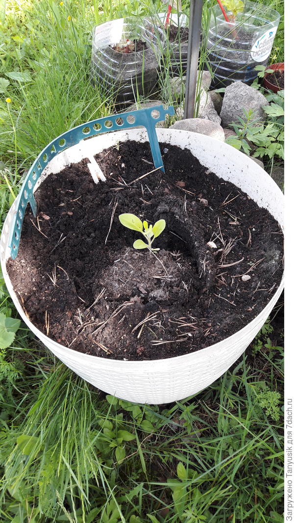 Сурфиния. А ей сегодня 3 месяца. Разве скажешь?