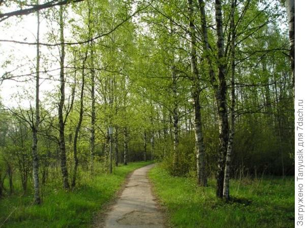 Березовая аллея в НИИ.