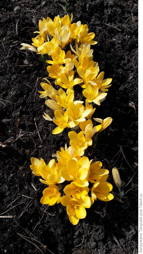 Crocus Yellow Mammoth