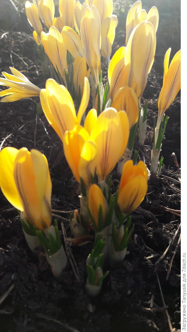 Crocus Yellow Mammoth освещает все вокруг!