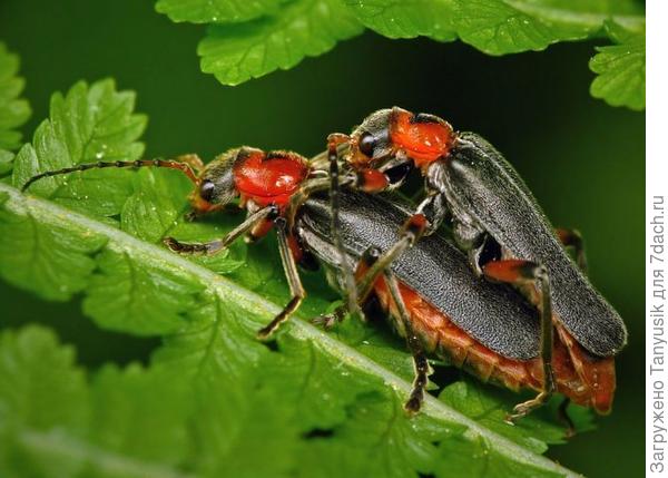 Пожарники (мягкотелки).