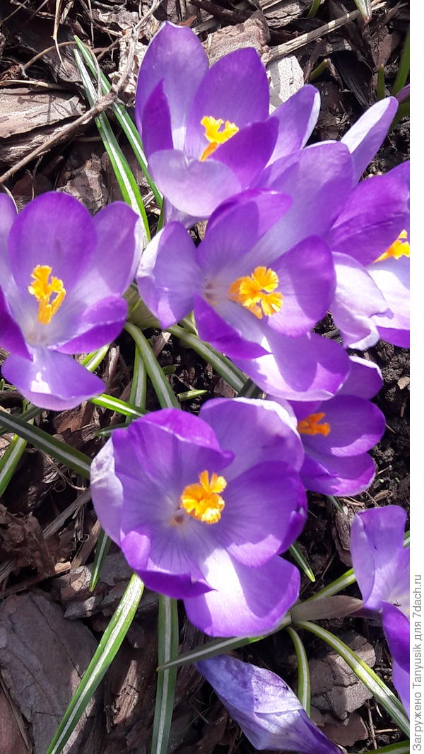 Crocus Yalta