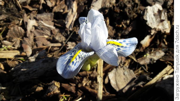 Iris histrioides Sheila Ann Germaney
