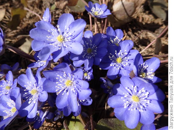 Hepatica nobilis