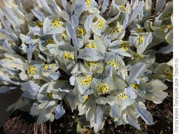 Iris Katharine Hodgkin.