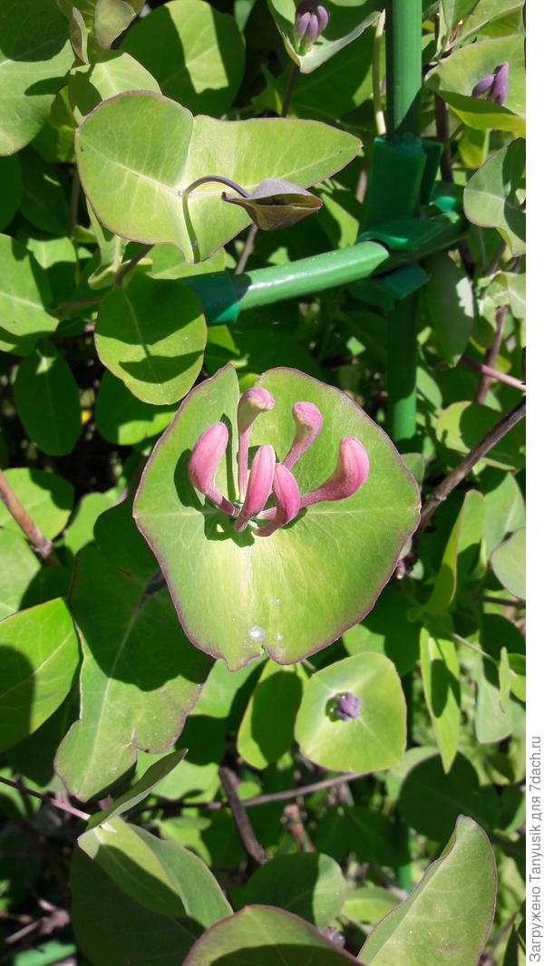 Моя сейчас такая.