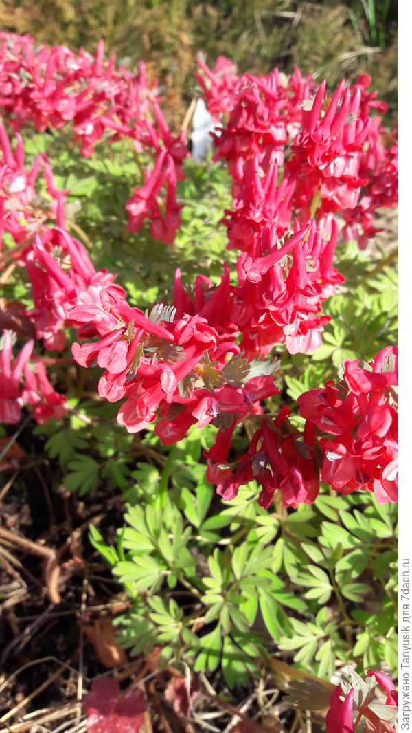 Corydalis George Baker, Zwanenburg