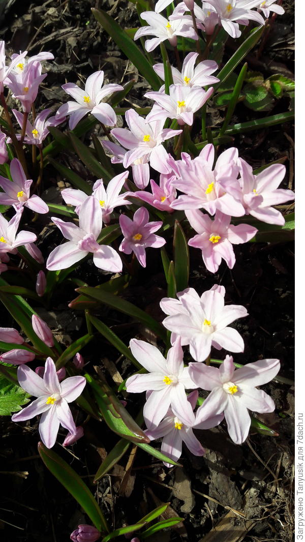 Chionodoxa
